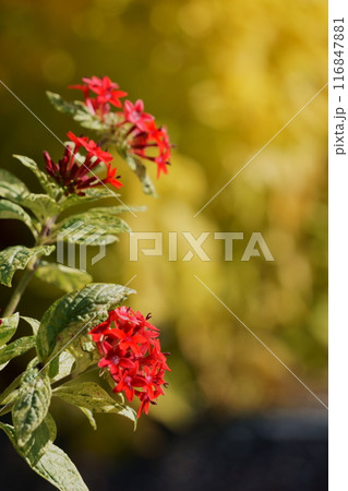 赤い小花が集まった花 ペンタス 赤い小花が集まった花 ペンタス 116847881