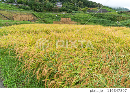 石川県輪島市　白米千枚田の棚田 116847897