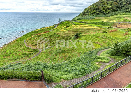 石川県輪島市 白米千枚田の棚田 石川県輪島市 白米千枚田の棚田 116847923