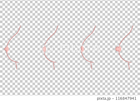 乳頭のかたち　乳首のタイプ　種類 116847941