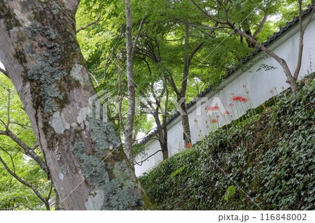 彼岸花が咲きはじめた大原「三千院」の参道 (京都・大原) 彼岸花が咲きはじめた大原「三千院」の参道 (京都・大原) 116848002