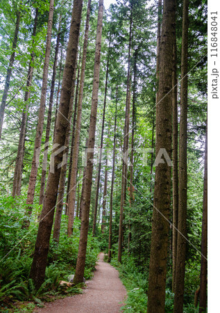 Walking trail through a thick pine tree forest Walking trail through a thick pine tree forest 116848041