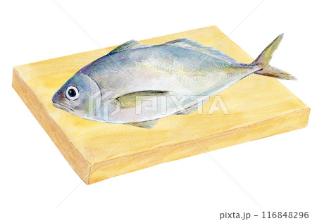 水彩イラスト　まな板の上の鯵 116848296