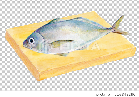 水彩イラスト　まな板の上の鯵 116848296