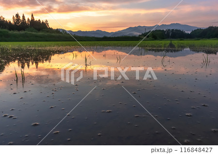 240617上野平z073 116848427