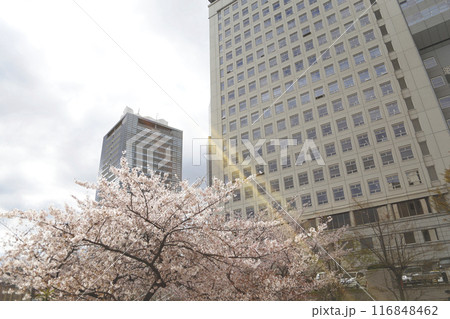 都心のビルと桜に雲の切れ間から差す光 116848462