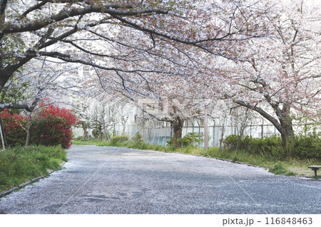 都心の桜のトンネルと散った花びらの絨毯 116848463