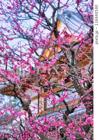 北野天満宮の梅 116848580