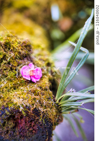 北野天満宮の梅 北野天満宮の梅 116848602
