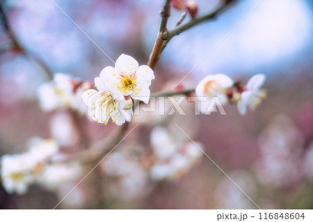 北野天満宮の梅 116848604