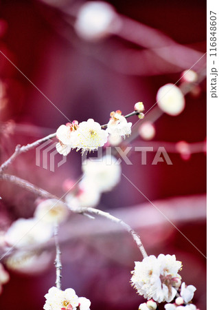 北野天満宮の梅 116848607
