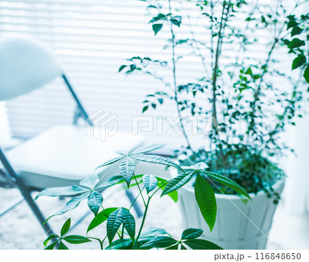 観葉植物のある部屋 観葉植物のある部屋 116848650