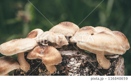 しいたけ栽培 116848659