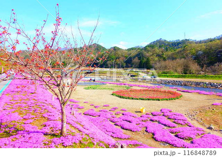芝桜　シバザクラ　しばざくら　立谷川　桜　山形市 116848789