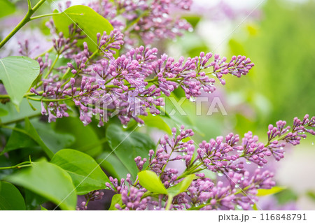 Close up of vibrant lilac flowers with water droplets on natural background. 116848791