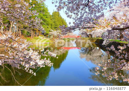 満開の桜 花筏 松が岬公園 さくら サクラ ソメイヨシノ  満開の桜 花筏 松が岬公園 さくら サクラ ソメイヨシノ  116848877