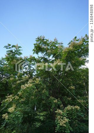 夏の緑にエンジュの花 116848898