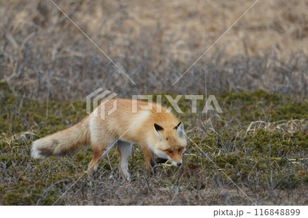 早春の草原と北きつね 116848899