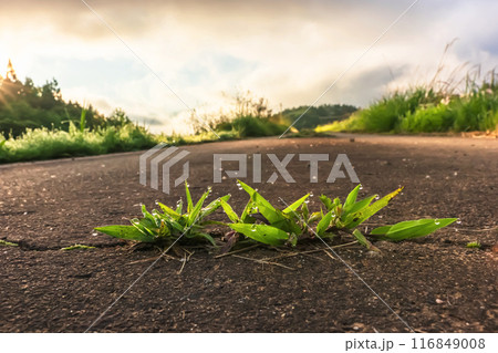 240619上野平z031 116849008