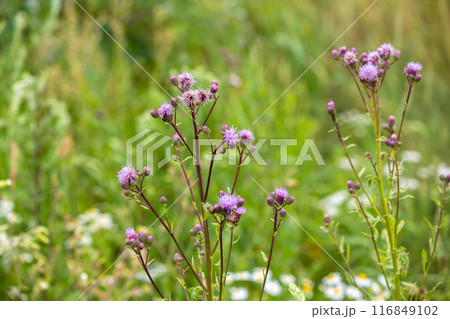 Flowering creeping thistle (Cirsium arvense, also Canada thistle or field thistle). The creeping thistle is considered a noxious weed in many countries. Flowering creeping thistle (Cirsium arvense, also Canada thistle or field thistle). The creeping thistle is considered a noxious weed in many countries. 116849102