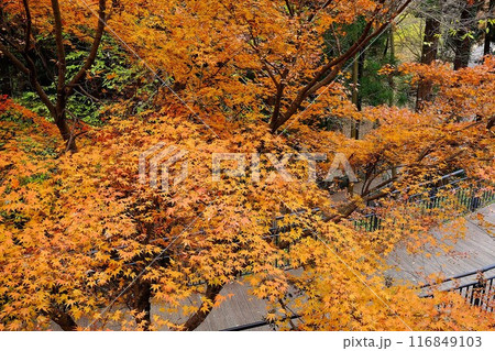 公園の散策路紅葉 【相模原市津久井 12月】 公園の散策路紅葉 【相模原市津久井 12月】 116849103
