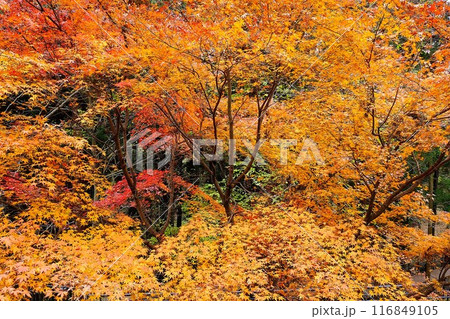 公園の散歩道紅葉　【相模原市津久井　12月】 116849105