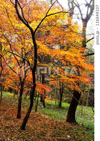 雑木林のもみじ紅葉　【相模原市津久井　12月】 116849107