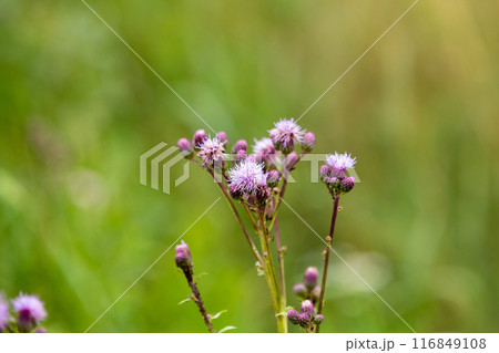 Flowering creeping thistle (Cirsium arvense, also Canada thistle or field thistle). The creeping thistle is considered a noxious weed in many countries. Flowering creeping thistle (Cirsium arvense, also Canada thistle or field thistle). The creeping thistle is considered a noxious weed in many countries. 116849108