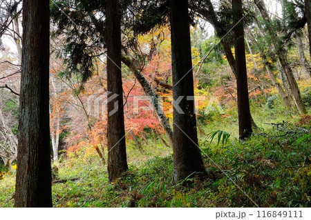 杉林越しに眺めるもみじ紅葉 【相模原市津久井 12月】 杉林越しに眺めるもみじ紅葉 【相模原市津久井 12月】 116849111