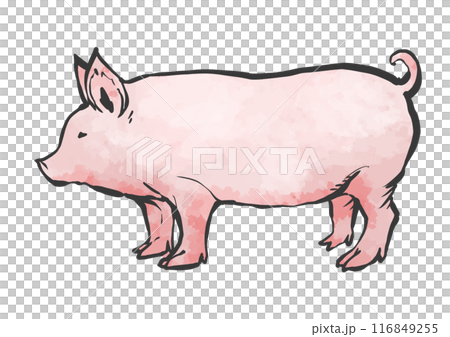 豬的手寫畫筆繪畫風格插圖 116849255