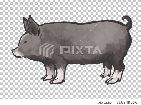 豬的手寫畫筆繪畫風格插圖 116849256