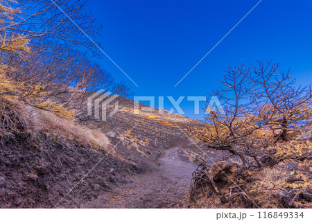 【静岡県】富士山・富士宮登山道　森林限界 116849334