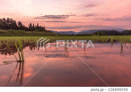 240620上野平z014 116849350