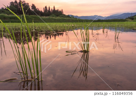 240620上野平z041 240620上野平z041 116849356