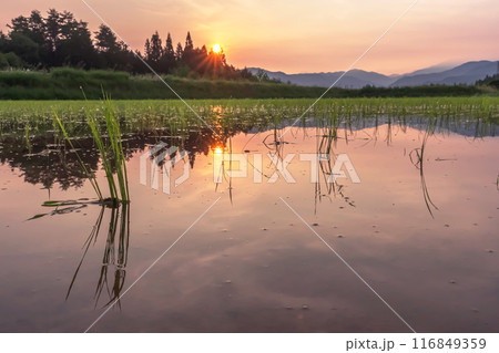 240620上野平z059 116849359