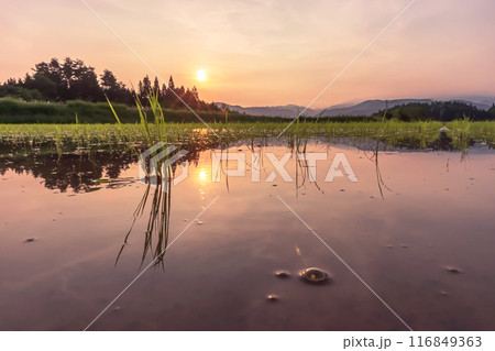 240620上野平z080 116849363