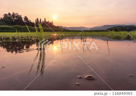 240620上野平z085 116849365