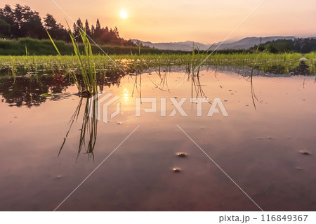 240620上野平z096 116849367