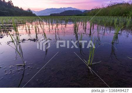 240622上野平z016 240622上野平z016 116849427