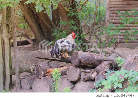 Chicken is being farmed outdoors. Hen farm. Chicken is being farmed outdoors. Hen farm. 116849447