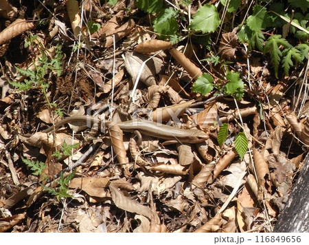 東丹沢の自然(神奈川県) 東丹沢の自然(神奈川県) 116849656
