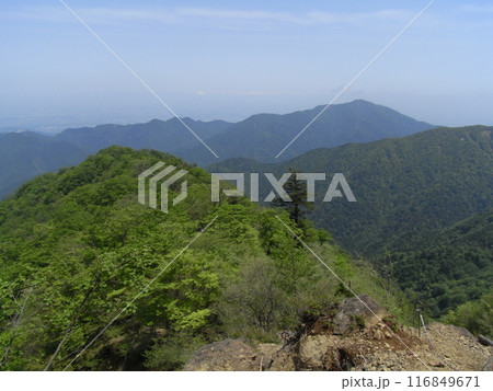 東丹沢の自然(神奈川県) 東丹沢の自然(神奈川県) 116849671