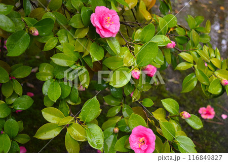 桃色の椿の花　京都 116849827