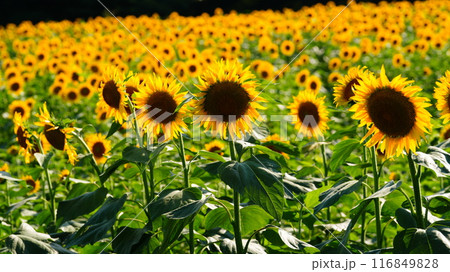 太陽に向かって咲くひまわり 116849828
