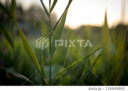 朝の光と草木 116849893