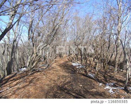 丹沢山地の自然(神奈川県) 丹沢山地の自然(神奈川県) 116850385