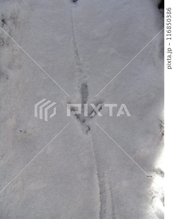 丹沢山地の自然（神奈川県） 116850386