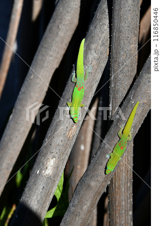 ハラの木（タコノキ）と2匹のヒロオヒルヤモリ 116850446