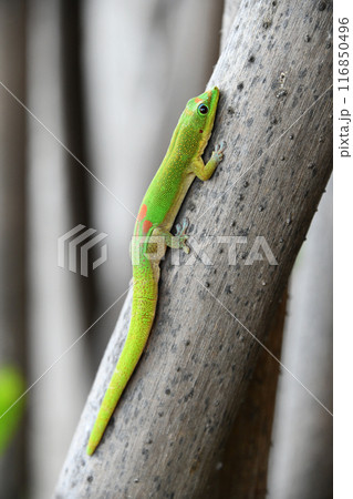 ヒロオヒルヤモリ ヒロオヒルヤモリ 116850496