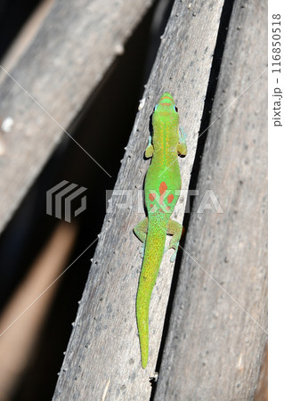 ヒロオヒルヤモリ ヒロオヒルヤモリ 116850518